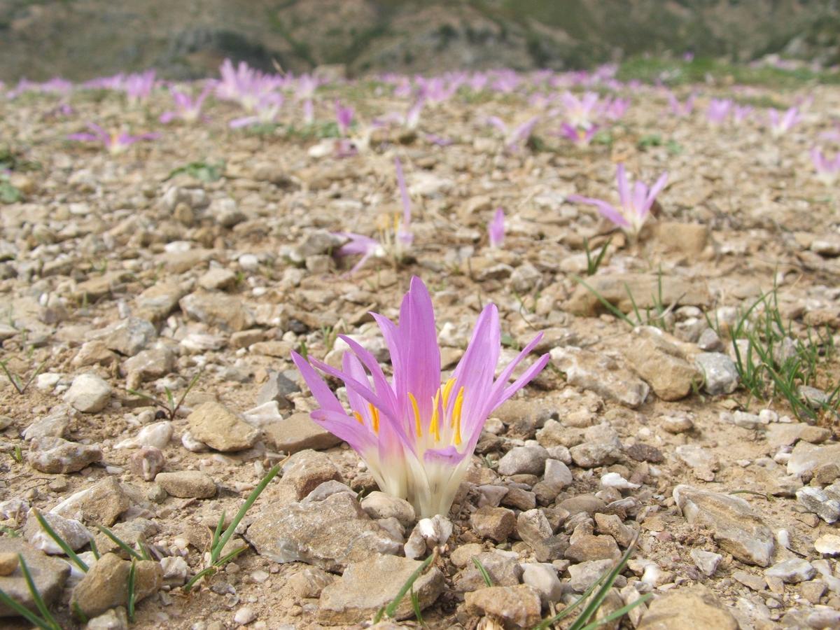 הוסטל Taghzoute Caiat Lounge Refuge מראה חיצוני תמונה